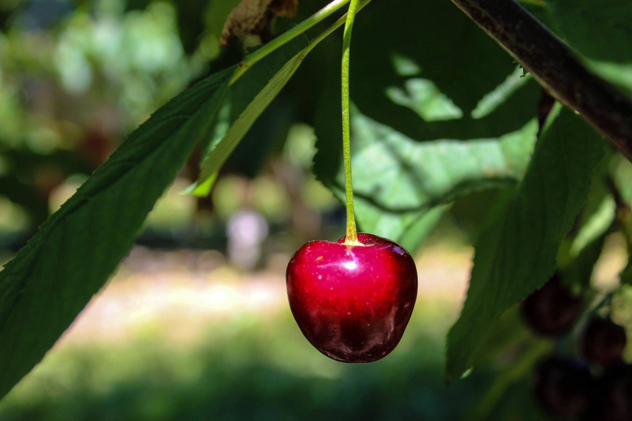cherry.jpg